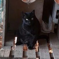 Merlin