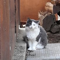 Grisoue